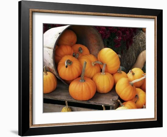 Harvested Pumpkins-Tony Craddock-Framed Photographic Print