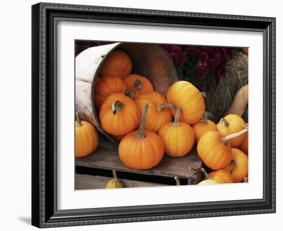 Harvested Pumpkins-Tony Craddock-Framed Photographic Print