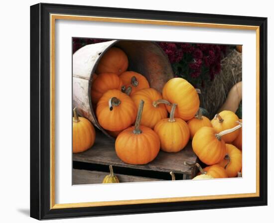 Harvested Pumpkins-Tony Craddock-Framed Photographic Print