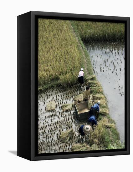 Harvesteing Rice, South Guizhou, China-Occidor Ltd-Framed Premier Image Canvas