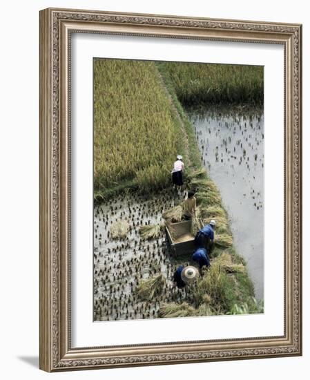 Harvesteing Rice, South Guizhou, China-Occidor Ltd-Framed Photographic Print