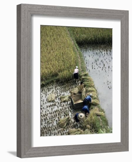 Harvesteing Rice, South Guizhou, China-Occidor Ltd-Framed Photographic Print