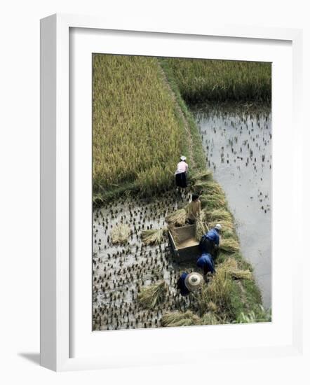 Harvesteing Rice, South Guizhou, China-Occidor Ltd-Framed Photographic Print