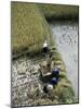 Harvesteing Rice, South Guizhou, China-Occidor Ltd-Mounted Photographic Print