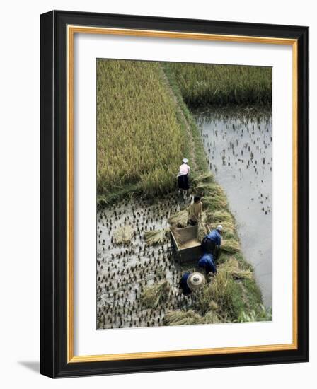 Harvesteing Rice, South Guizhou, China-Occidor Ltd-Framed Photographic Print