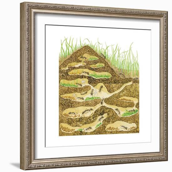 Harvester Ant Colony Cross Section. Insects, Biology-Encyclopaedia Britannica-Framed Premium Giclee Print