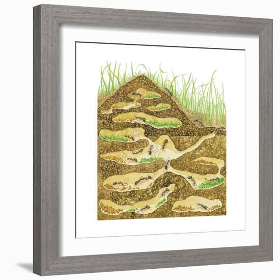 Harvester Ant Colony Cross Section. Insects, Biology-Encyclopaedia Britannica-Framed Premium Giclee Print