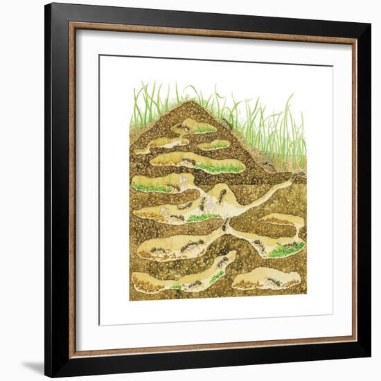 Harvester Ant Colony Cross Section. Insects, Biology-Encyclopaedia Britannica-Framed Premium Giclee Print