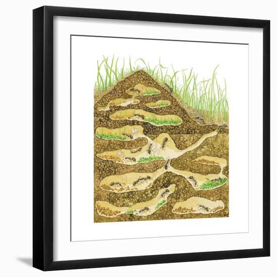 Harvester Ant Colony Cross Section. Insects, Biology-Encyclopaedia Britannica-Framed Premium Giclee Print