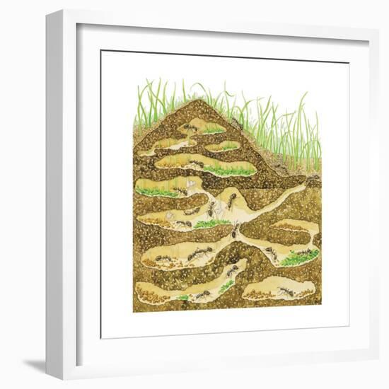 Harvester Ant Colony Cross Section. Insects, Biology-Encyclopaedia Britannica-Framed Premium Giclee Print