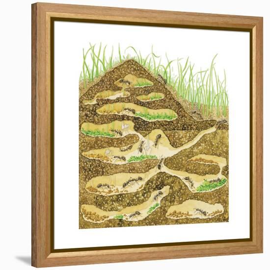 Harvester Ant Colony Cross Section. Insects, Biology-Encyclopaedia Britannica-Framed Stretched Canvas