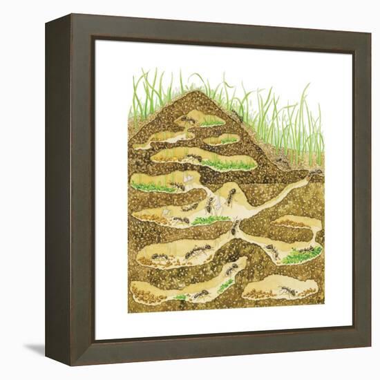 Harvester Ant Colony Cross Section. Insects, Biology-Encyclopaedia Britannica-Framed Stretched Canvas