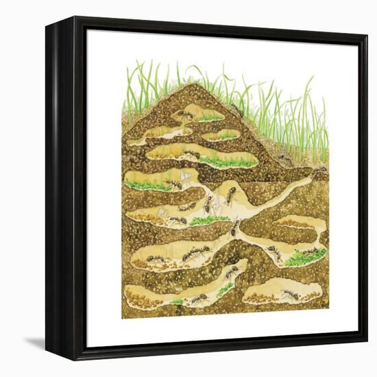 Harvester Ant Colony Cross Section. Insects, Biology-Encyclopaedia Britannica-Framed Stretched Canvas