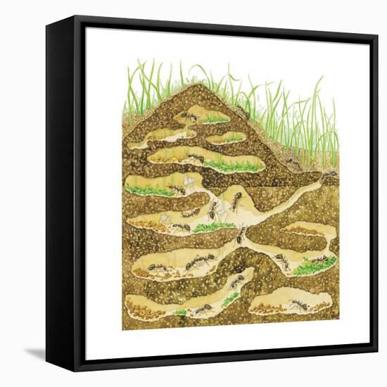 Harvester Ant Colony Cross Section. Insects, Biology-Encyclopaedia Britannica-Framed Stretched Canvas