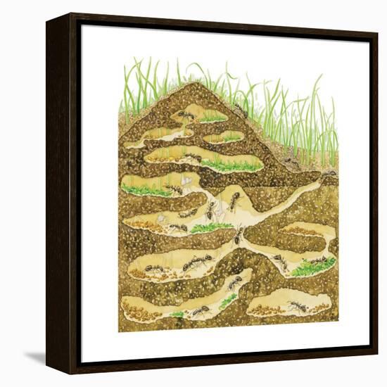 Harvester Ant Colony Cross Section. Insects, Biology-Encyclopaedia Britannica-Framed Stretched Canvas