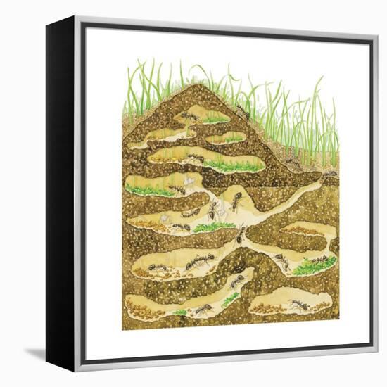 Harvester Ant Colony Cross Section. Insects, Biology-Encyclopaedia Britannica-Framed Stretched Canvas