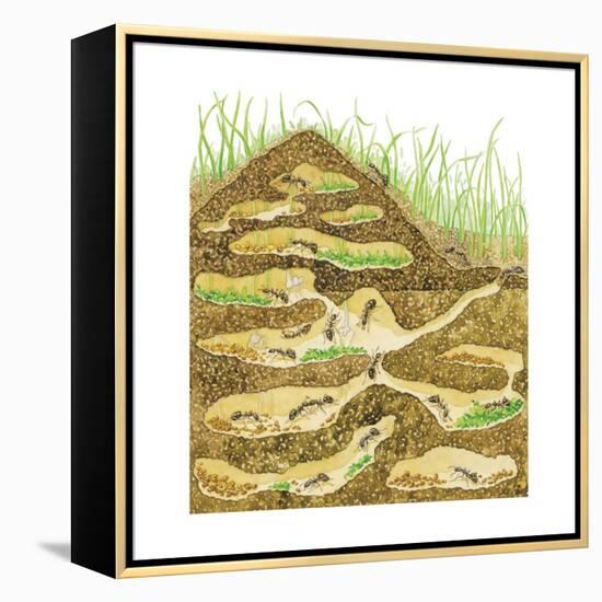 Harvester Ant Colony Cross Section. Insects, Biology-Encyclopaedia Britannica-Framed Stretched Canvas