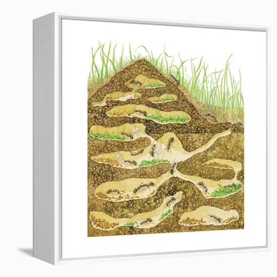 Harvester Ant Colony Cross Section. Insects, Biology-Encyclopaedia Britannica-Framed Stretched Canvas