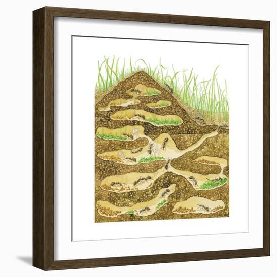 Harvester Ant Colony Cross Section. Insects, Biology-Encyclopaedia Britannica-Framed Art Print