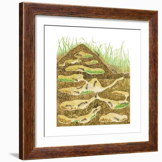 Harvester Ant Colony Cross Section. Insects, Biology-Encyclopaedia Britannica-Framed Art Print