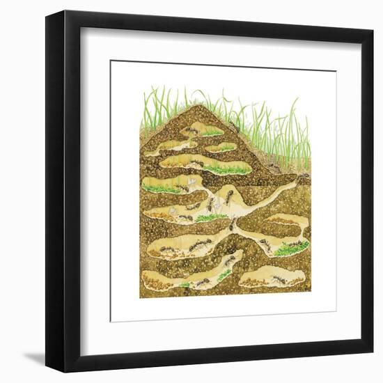Harvester Ant Colony Cross Section. Insects, Biology-Encyclopaedia Britannica-Framed Art Print