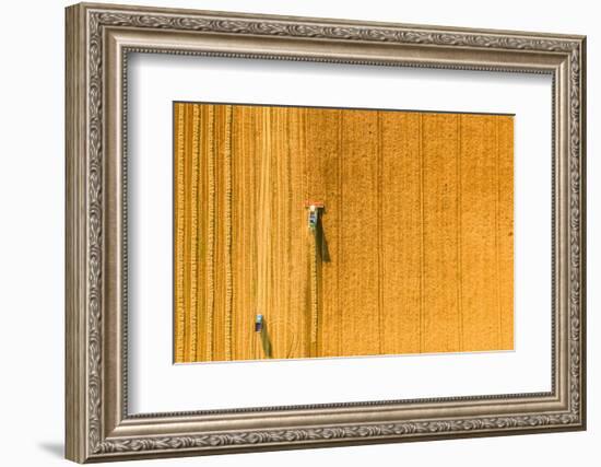 Harvester Machine Working in Field . Combine Harvester Agriculture Machine Harvesting Golden Ripe W-LALS STOCK-Framed Photographic Print