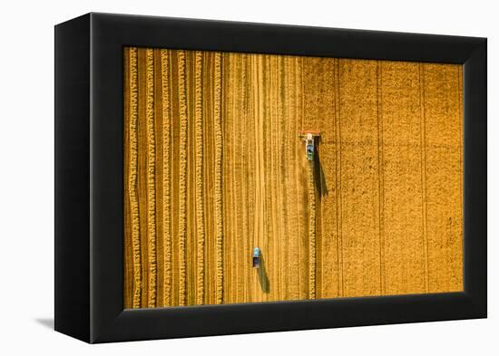 Harvester Machine Working in Field . Combine Harvester Agriculture Machine Harvesting Golden Ripe W-LALS STOCK-Framed Premier Image Canvas