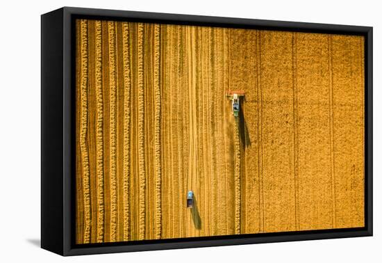 Harvester Machine Working in Field . Combine Harvester Agriculture Machine Harvesting Golden Ripe W-LALS STOCK-Framed Premier Image Canvas