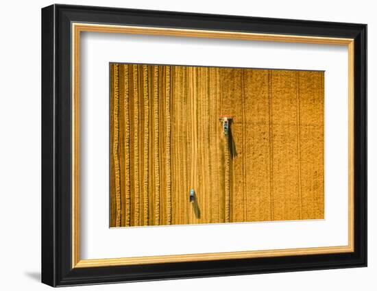 Harvester Machine Working in Field . Combine Harvester Agriculture Machine Harvesting Golden Ripe W-LALS STOCK-Framed Photographic Print