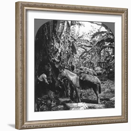 Harvesting Bananas, Costa Rica, 1909-null-Framed Photographic Print