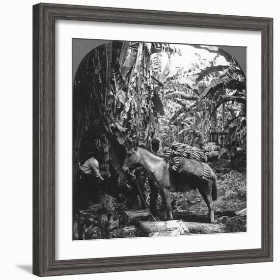 Harvesting Bananas, Costa Rica, 1909-null-Framed Photographic Print