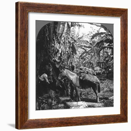 Harvesting Bananas, Costa Rica, 1909-null-Framed Photographic Print