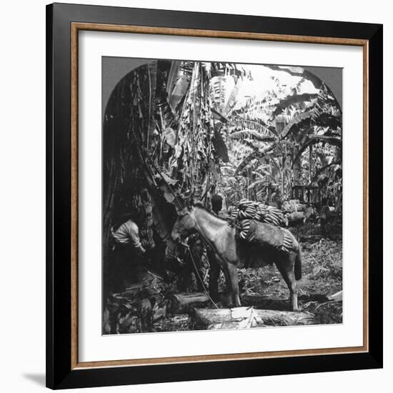 Harvesting Bananas, Costa Rica, 1909-null-Framed Photographic Print