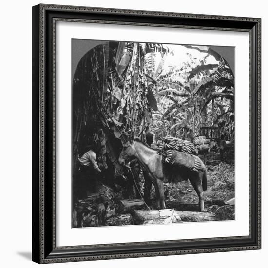 Harvesting Bananas, Costa Rica, 1909-null-Framed Photographic Print