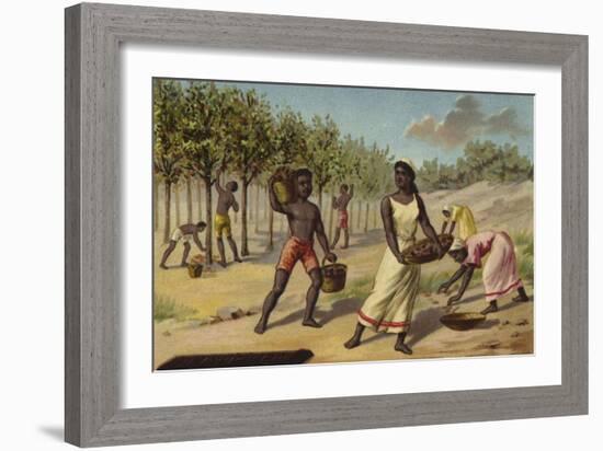 Harvesting Cocoa, Africa-null-Framed Giclee Print