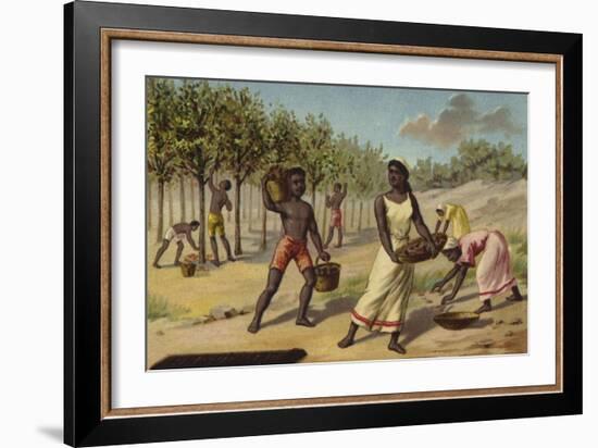 Harvesting Cocoa, Africa-null-Framed Giclee Print