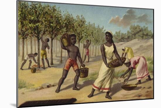 Harvesting Cocoa, Africa-null-Mounted Giclee Print