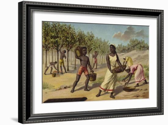 Harvesting Cocoa, Africa-null-Framed Giclee Print