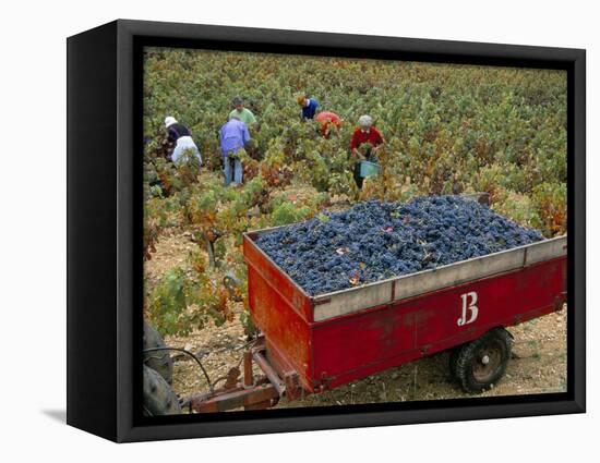 Harvesting Grapes in a Vineyard in the Rhone Valley, Rhone Alpes, France-Michael Busselle-Framed Premier Image Canvas