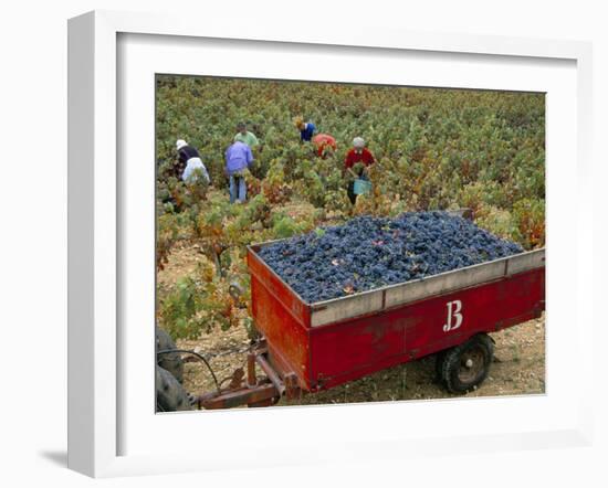 Harvesting Grapes in a Vineyard in the Rhone Valley, Rhone Alpes, France-Michael Busselle-Framed Photographic Print