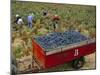 Harvesting Grapes in a Vineyard in the Rhone Valley, Rhone Alpes, France-Michael Busselle-Mounted Photographic Print