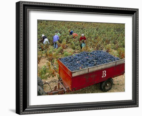 Harvesting Grapes in a Vineyard in the Rhone Valley, Rhone Alpes, France-Michael Busselle-Framed Photographic Print