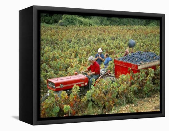 Harvesting Grapes, Near Bagnoles Sur Ceze, Languedoc Roussillon, France-Michael Busselle-Framed Premier Image Canvas