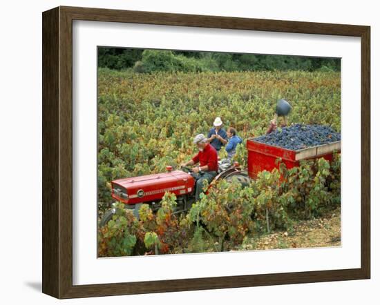 Harvesting Grapes, Near Bagnoles Sur Ceze, Languedoc Roussillon, France-Michael Busselle-Framed Photographic Print