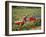 Harvesting Grapes, Near Bagnoles Sur Ceze, Languedoc Roussillon, France-Michael Busselle-Framed Photographic Print