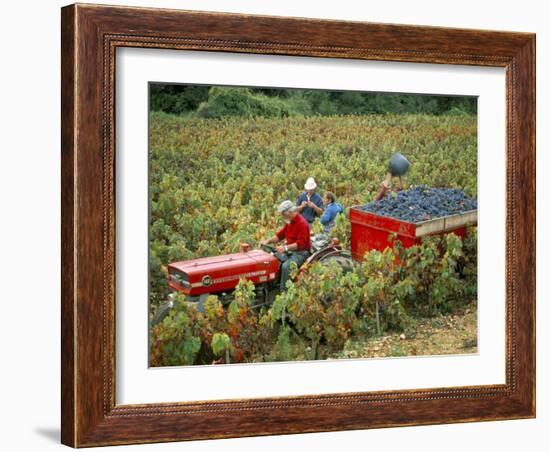 Harvesting Grapes, Near Bagnoles Sur Ceze, Languedoc Roussillon, France-Michael Busselle-Framed Photographic Print