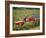 Harvesting Grapes, Near Bagnoles Sur Ceze, Languedoc Roussillon, France-Michael Busselle-Framed Photographic Print