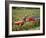 Harvesting Grapes, Near Bagnoles Sur Ceze, Languedoc Roussillon, France-Michael Busselle-Framed Photographic Print