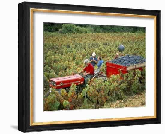 Harvesting Grapes, Near Bagnoles Sur Ceze, Languedoc Roussillon, France-Michael Busselle-Framed Photographic Print