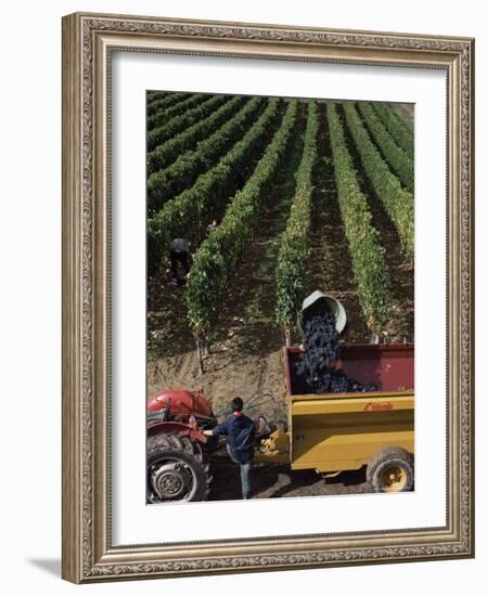 Harvesting Grapes, St. Emilion Area, Aquitaine, France-Adam Woolfitt-Framed Photographic Print